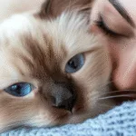 A fluffy Ragdoll cat cuddling against a young woman as she relaxes, showing the breed’s calm and affectionate personality.